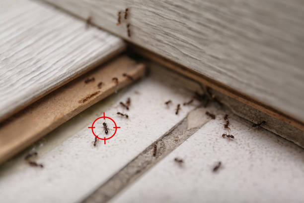 Best Pest Inspection Near Me  in Columbia, IL